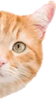 Banner Cat Mobile Image