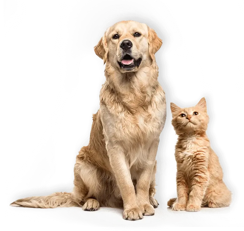 Banner Dog Image