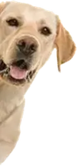 Banner Dog Mobile Image