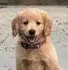Banner Dog Avatar