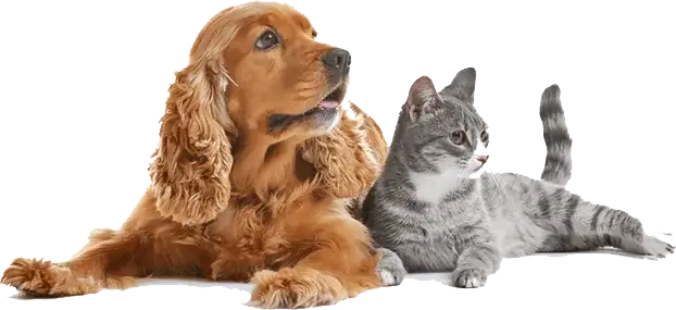 Dog Image