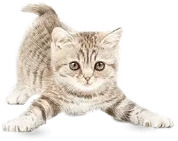 Cat Image
